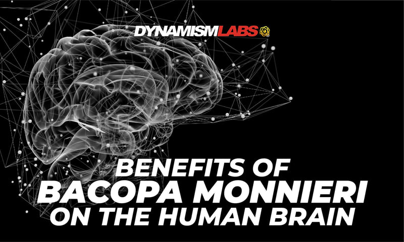 Benefits of Bacopa Monnieri on Human Brain - Brain Booster Supplements